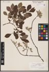Foto von Salix aurita L. x Salix cinerea L.